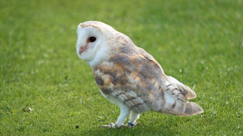 A Barn Owl standing gracefully on a lush green lawn, showcasing its heart-shaped face and beautifully speckled golden and white plumage.