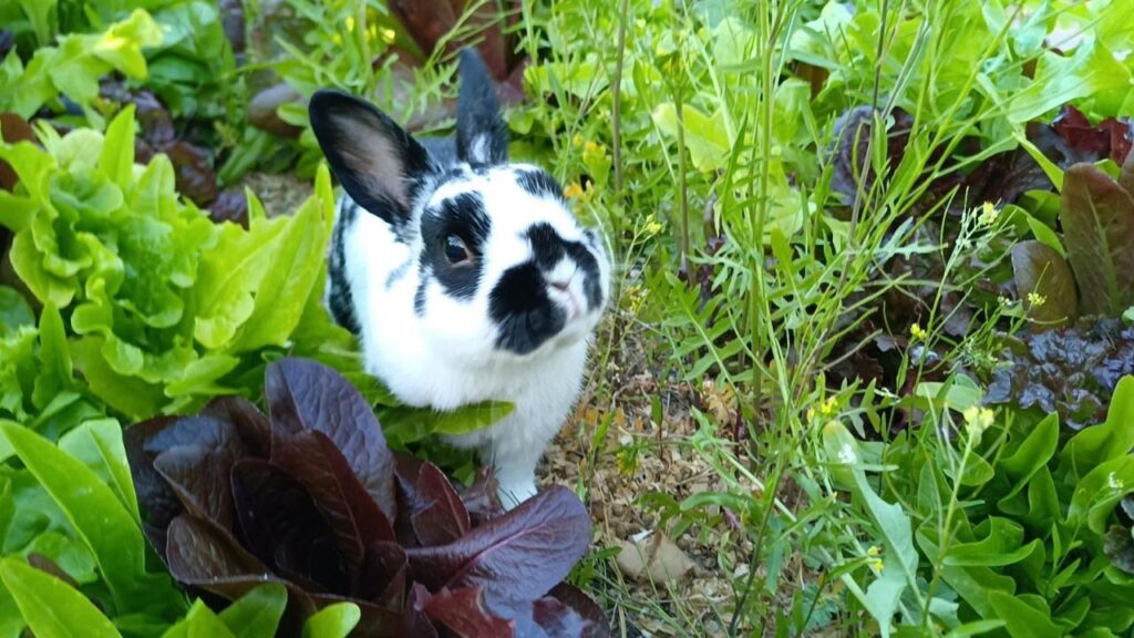 Polish rabbit in a garden.