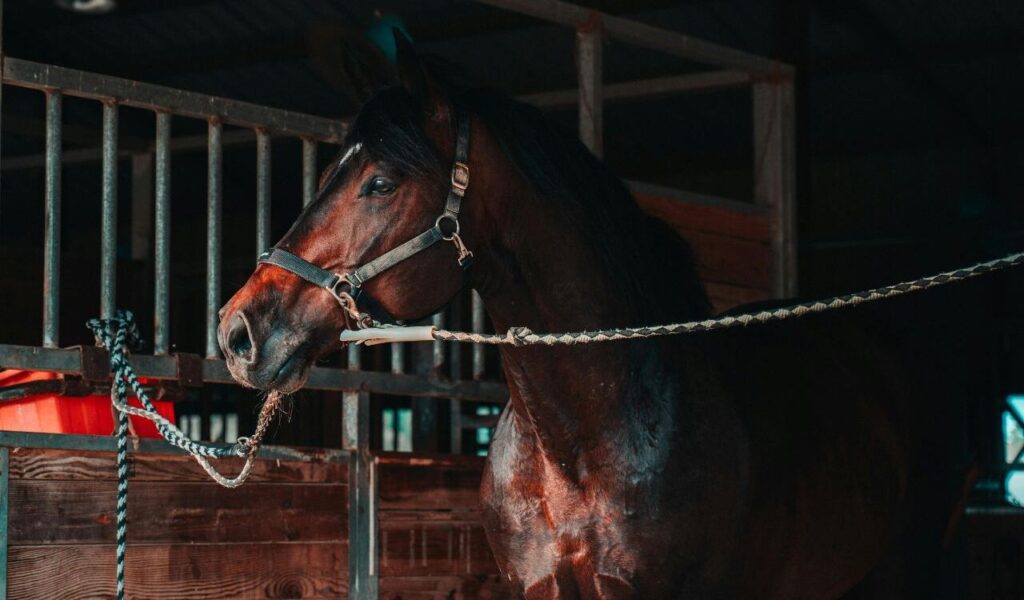 A horse standing in a stable with a rope attached.