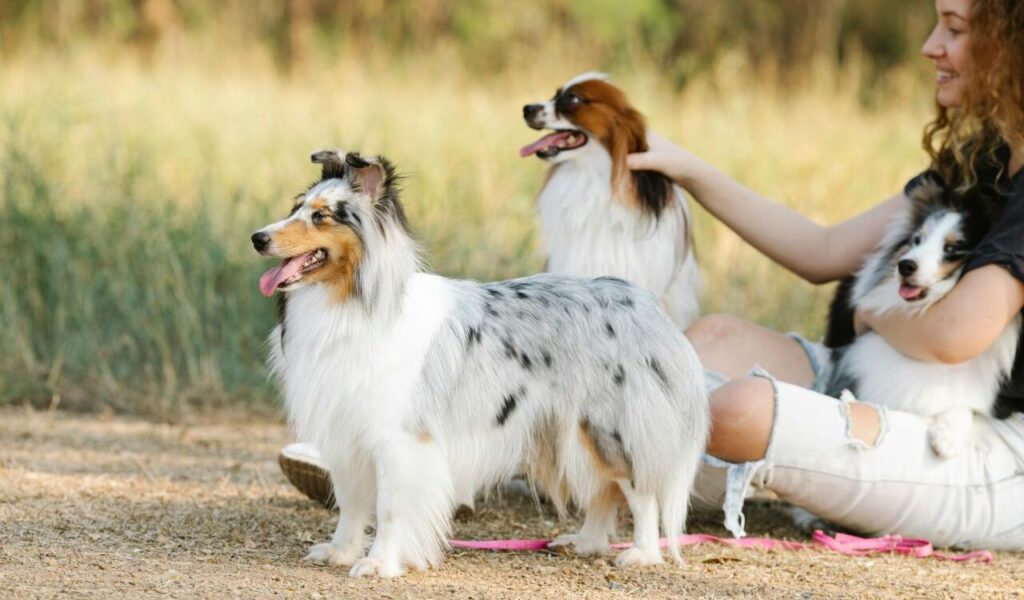 A group of happy dogs outdoors, including a blue merle Shetland Sheepdog standing alert with its tongue out, a Papillon sitting nearby, and another Shetland Sheepdog being held by a smiling woman in ripped jeans. The background features a grassy, sunlit field.