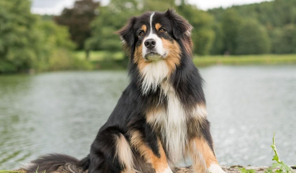 A majestic Australian Shepherd with a black, tan, and white coat sitting confidently by a tranquil lake, surrounded by lush green trees and soft cloudy skies.