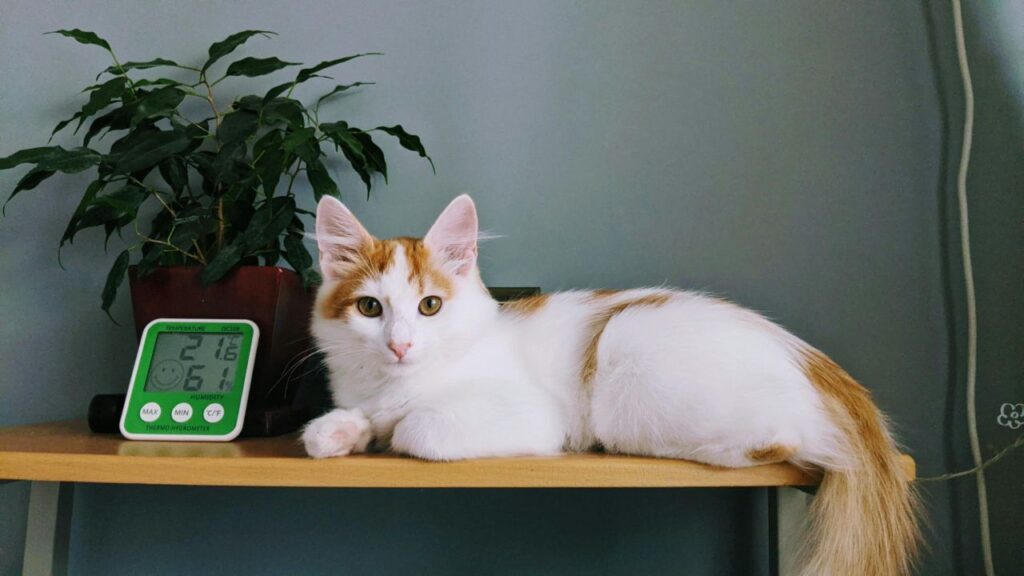 A beautiful Turkish Van cat with white fur and orange markings lounging gracefully on a wooden shelf. The cat looks directly at the camera with alert golden eyes. Next to the cat is a digital thermometer showing temperature and humidity, and a green potted plant adds a touch of nature to the scene.