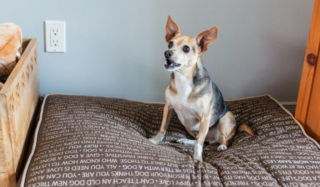 Small dog sitting on a cushion