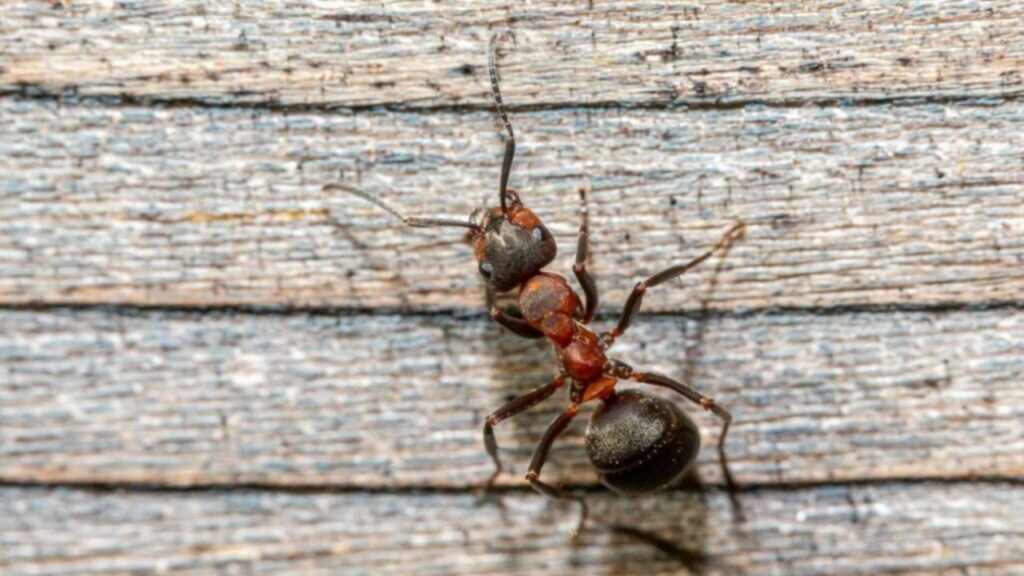Ants