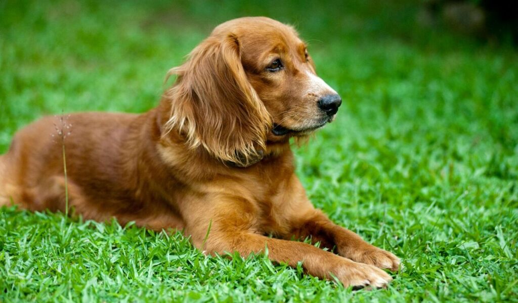 Golden dog resting on grass.