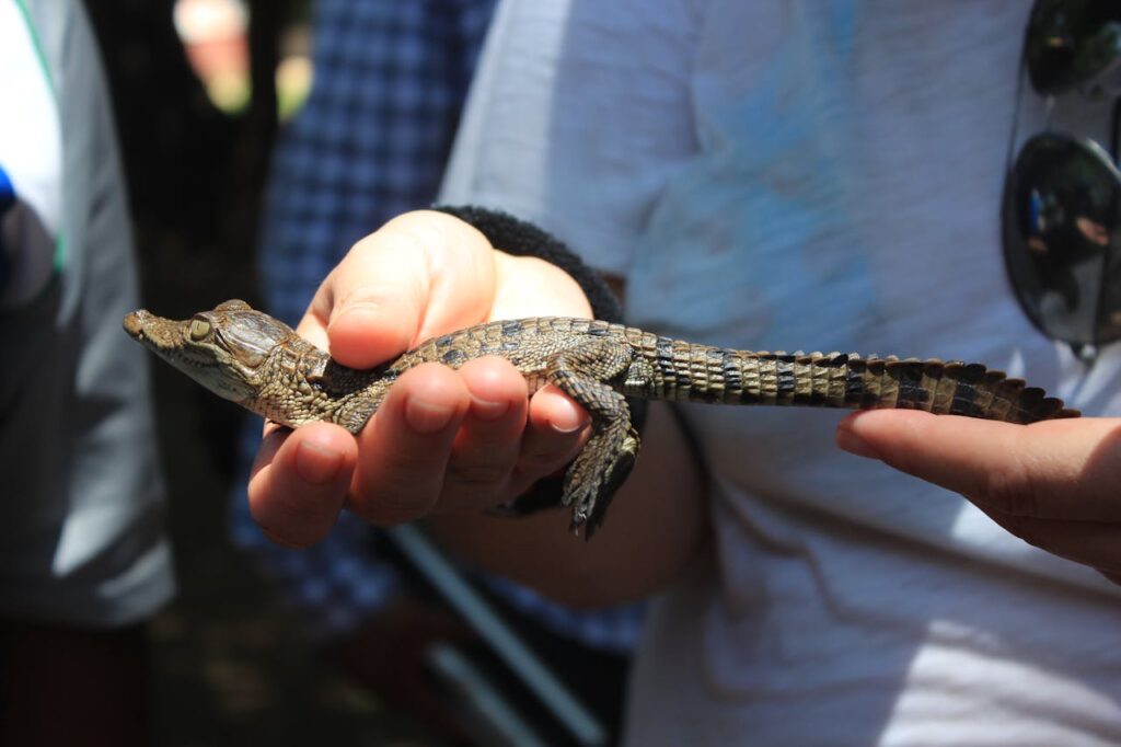 Baby crocodile held gently in a person's hand