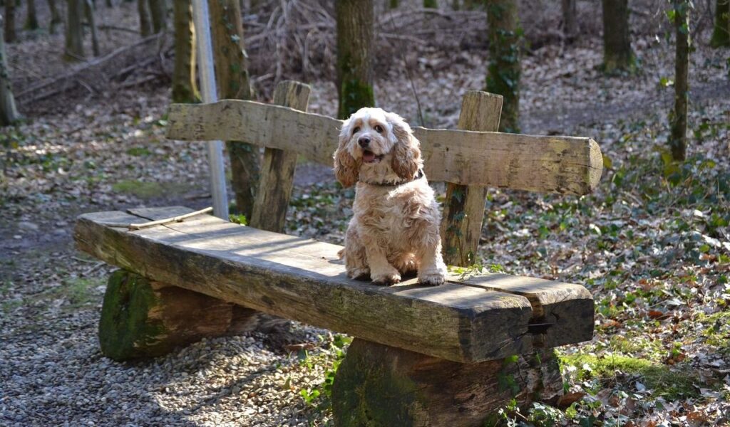 American Cocker Spaniel sitting on a wooden bench.