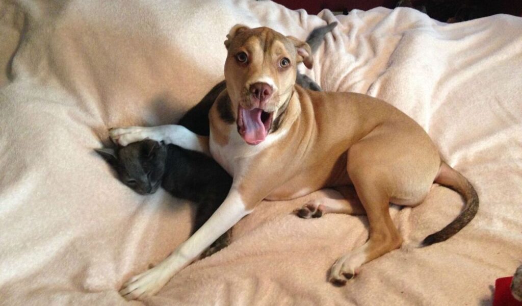 Pitbull and a kitten laying on a bed.