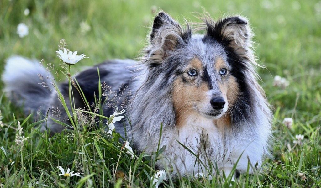 Shetland Sheepdog lying in the grass surrounded by flowers.