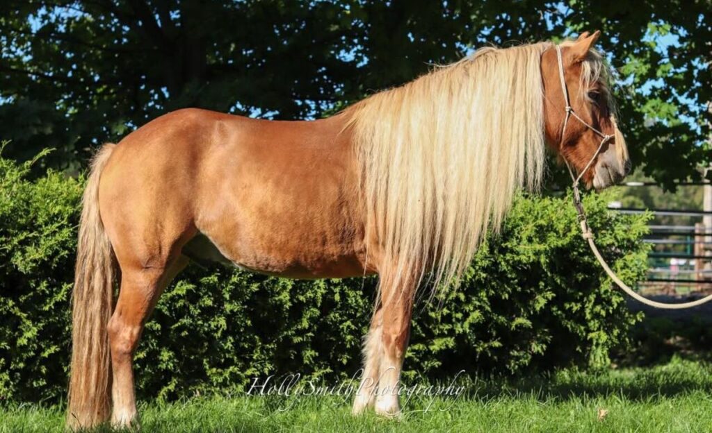 Haflinger horse with blonde mane.