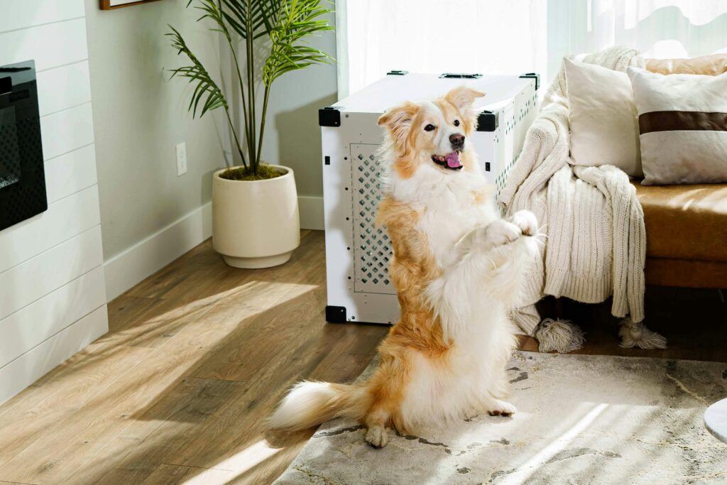 A fluffy golden and white dog sitting upright on its hind legs in a bright, cozy living room with a dog crate, a potted plant, and a sofa in the background.