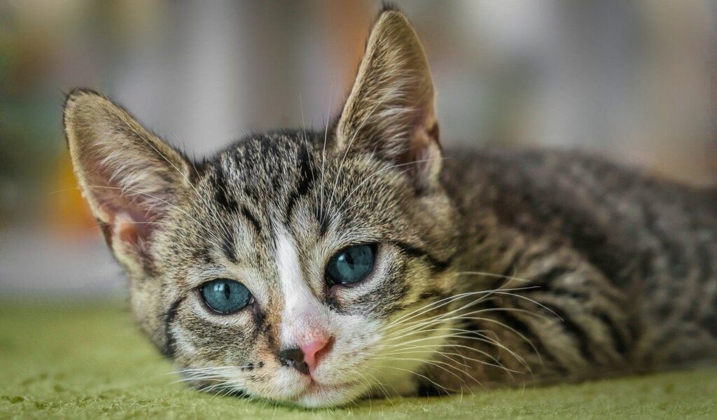cat lying with blue eyes
