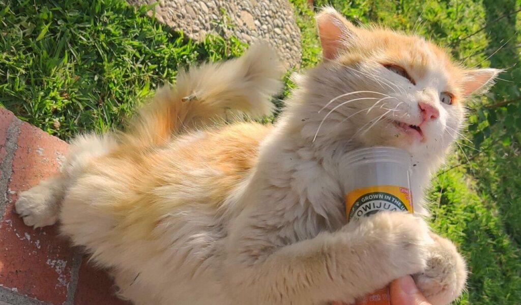 orange cat hugging container