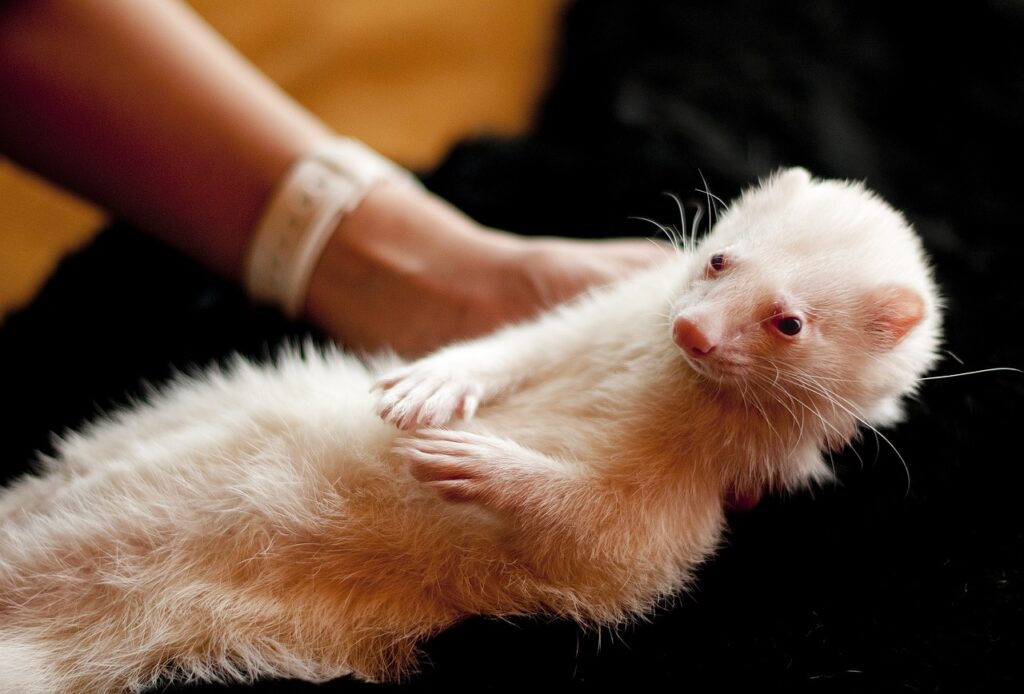 White Ferret