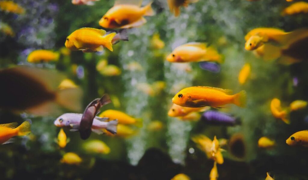 yellow and orange fish swimming in an aquarium