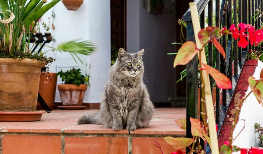 gray cat sitting on a step surrounded by plants
