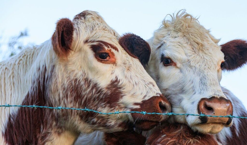 Two cows close to each other near a barbed wire fence.