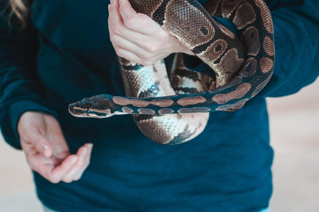 Ball python
