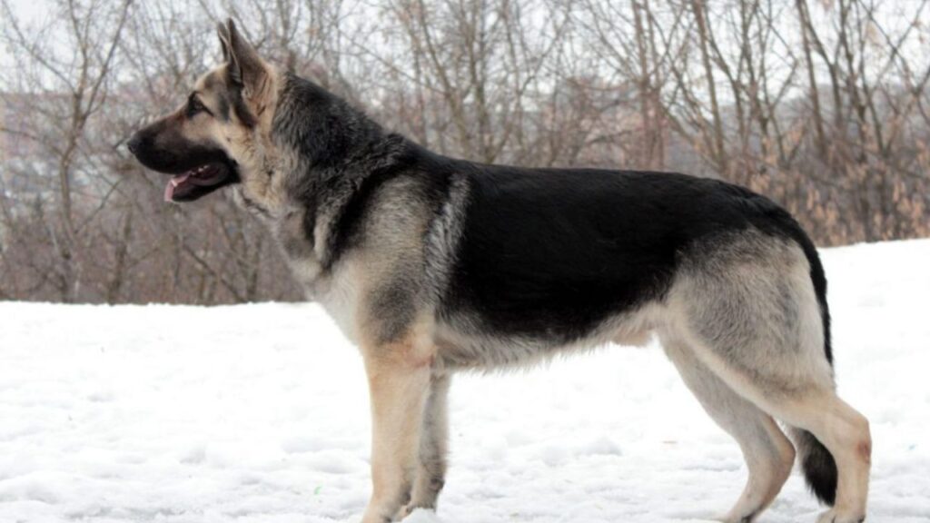 East-European Shepherd