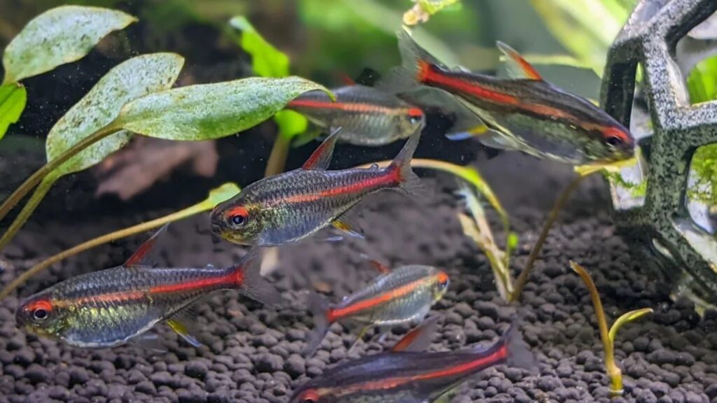 Glowlight Tetra