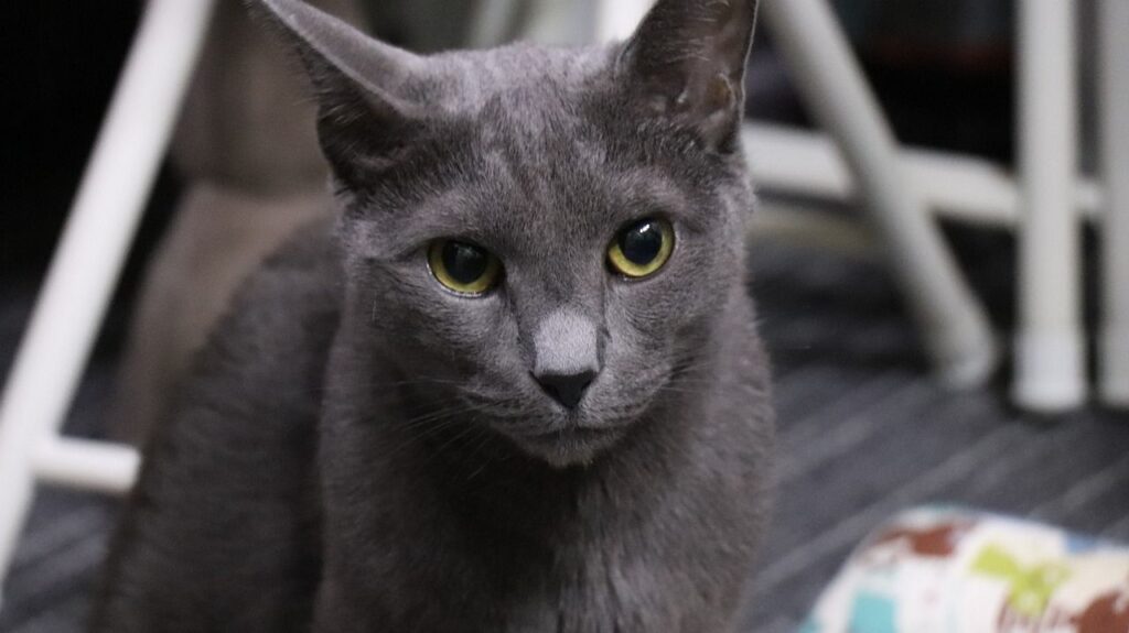 Gray cat with yellow piercing eyes.