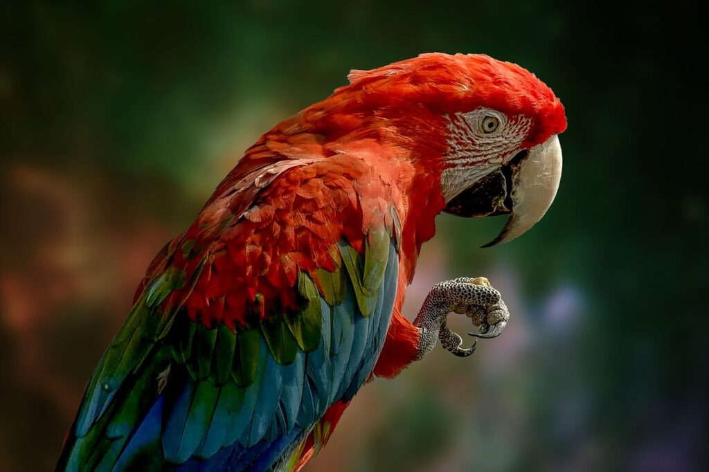 Colorful macaw parrot perched, grooming claws.