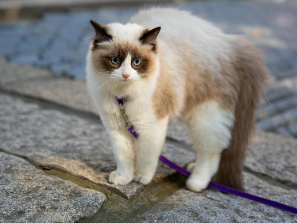 White cat on a leash outdoors.