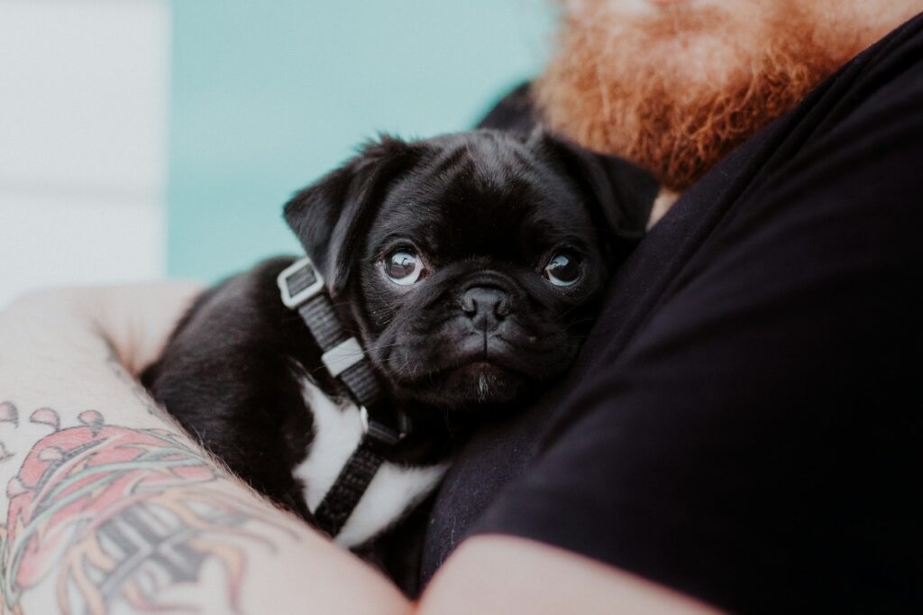 Black pug puppy being held in arms