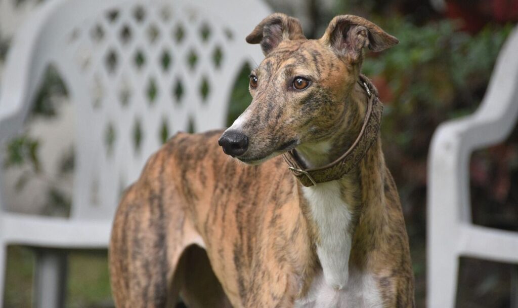 Dogs With Minimal Need for Baths