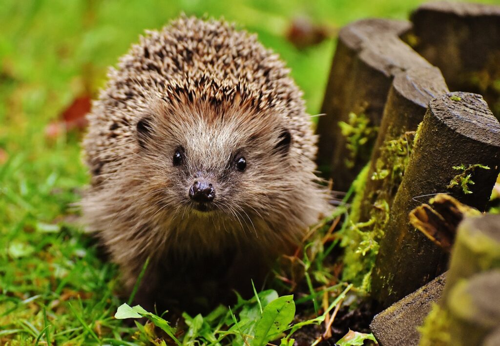 Close-up of hedgehog in a garden