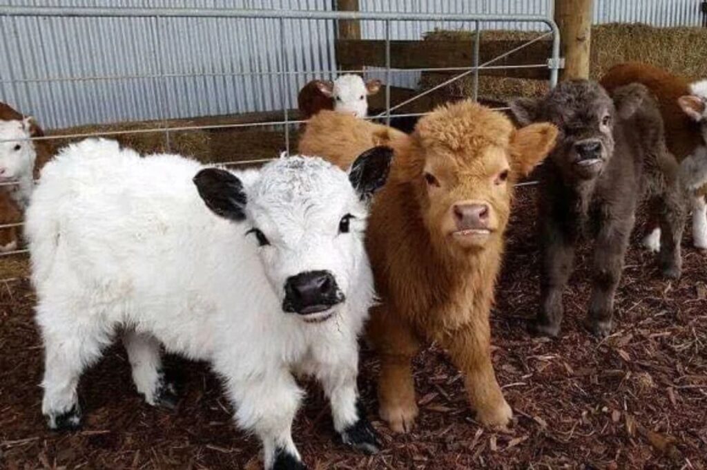 Three Miniature Cows