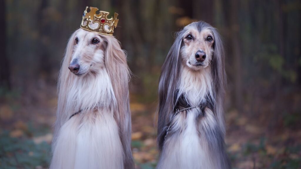 Afghan Hound Dog with crown