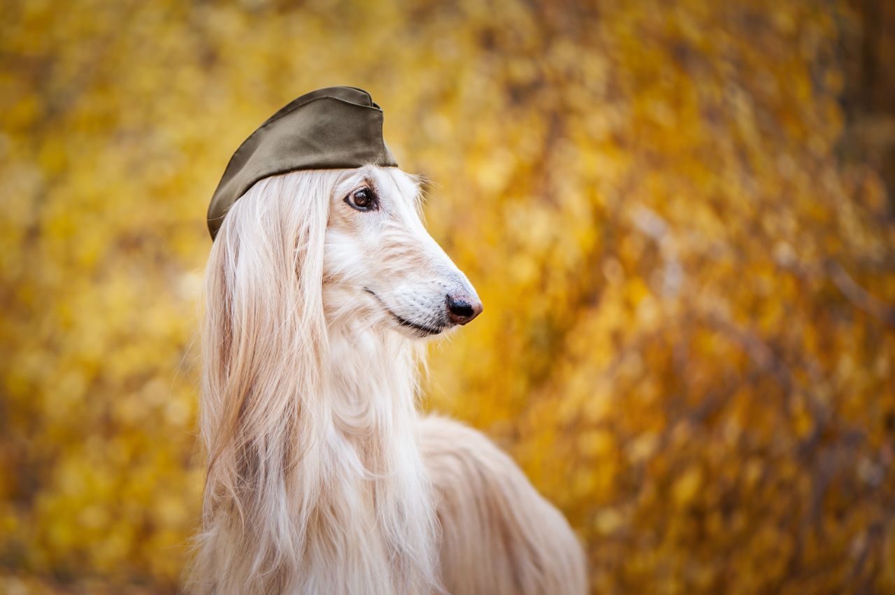 Afghan Hound with hat