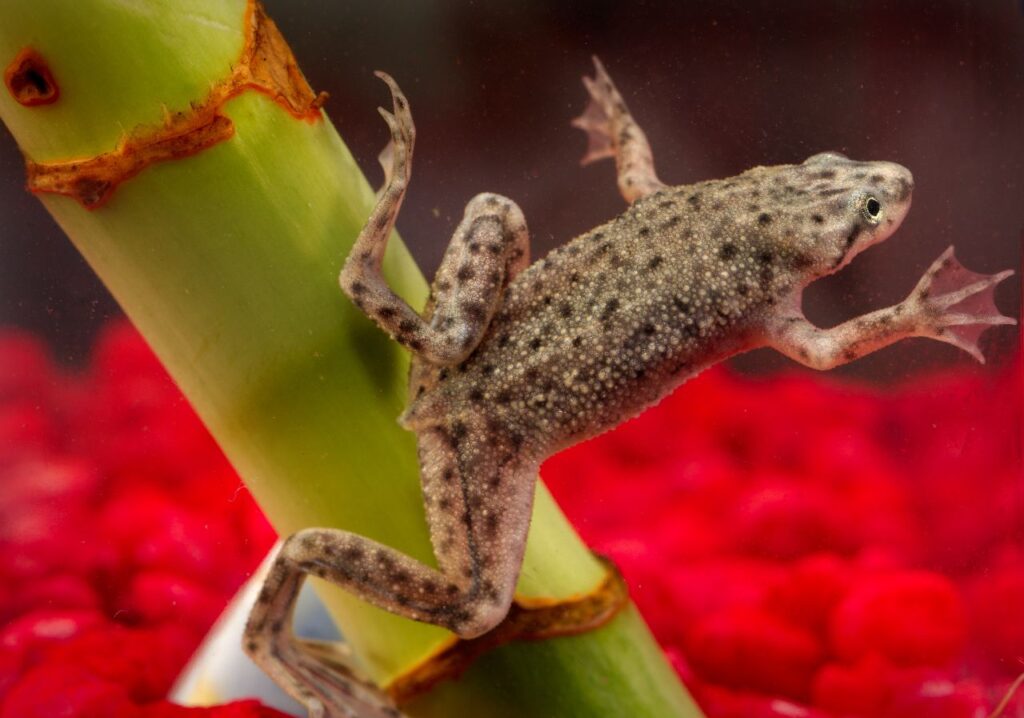 African_dwarf_frog