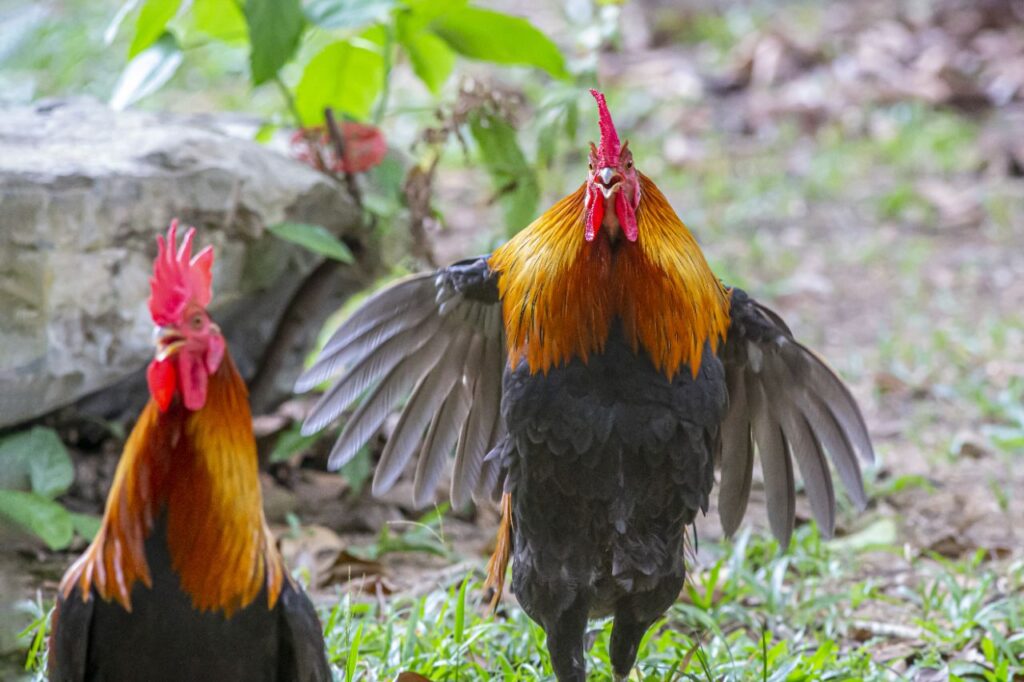 Aggressive Chicken