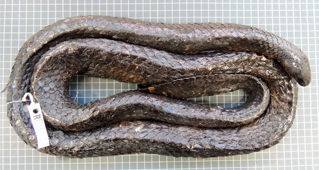short nose seasnake