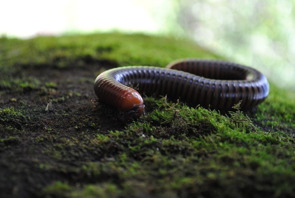 A Millipede in moist environment