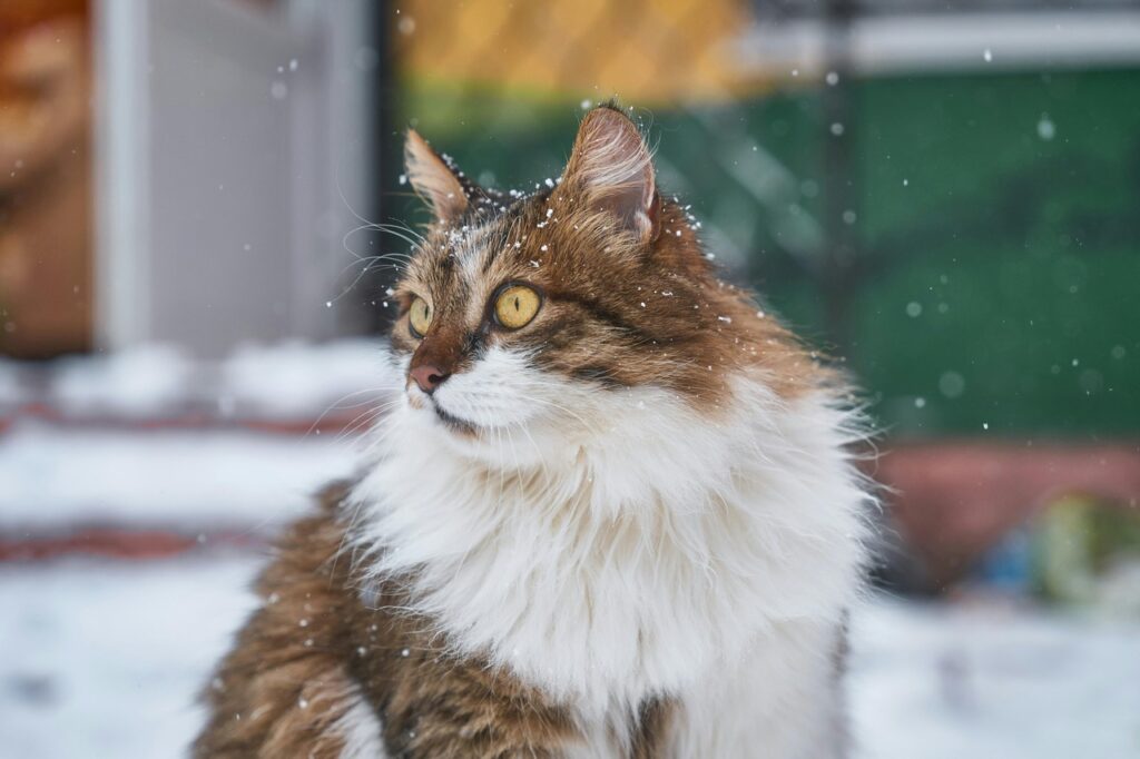 A Norwegian Forest Cat in the snow