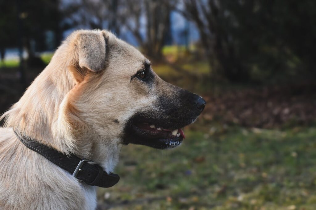 Side profile of Anatolian Shepherd dog