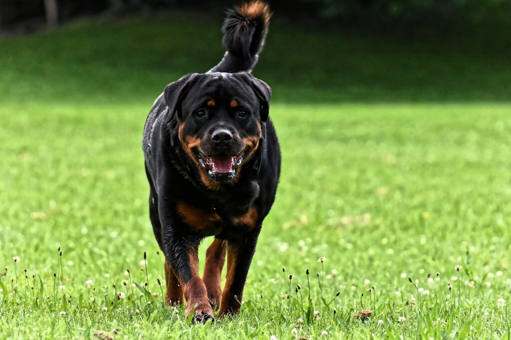 A Rottweiler walking