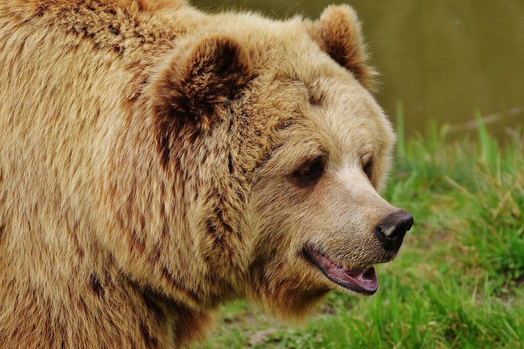 Brown bear in a national park