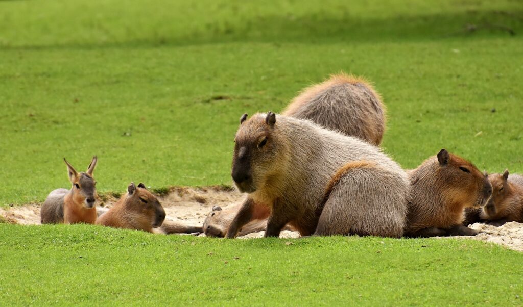 Capybaras in the wild