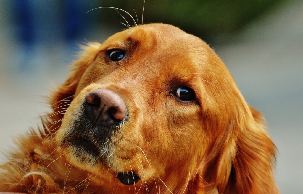 Closeup of an Irish Setter