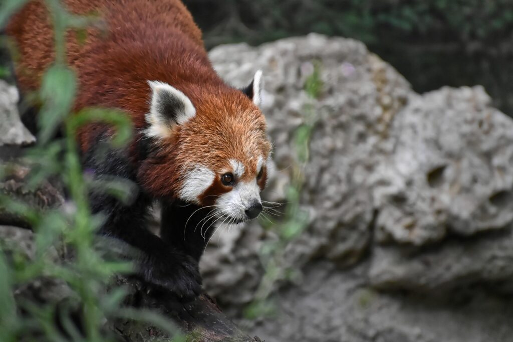 Red Panda on the prowl
