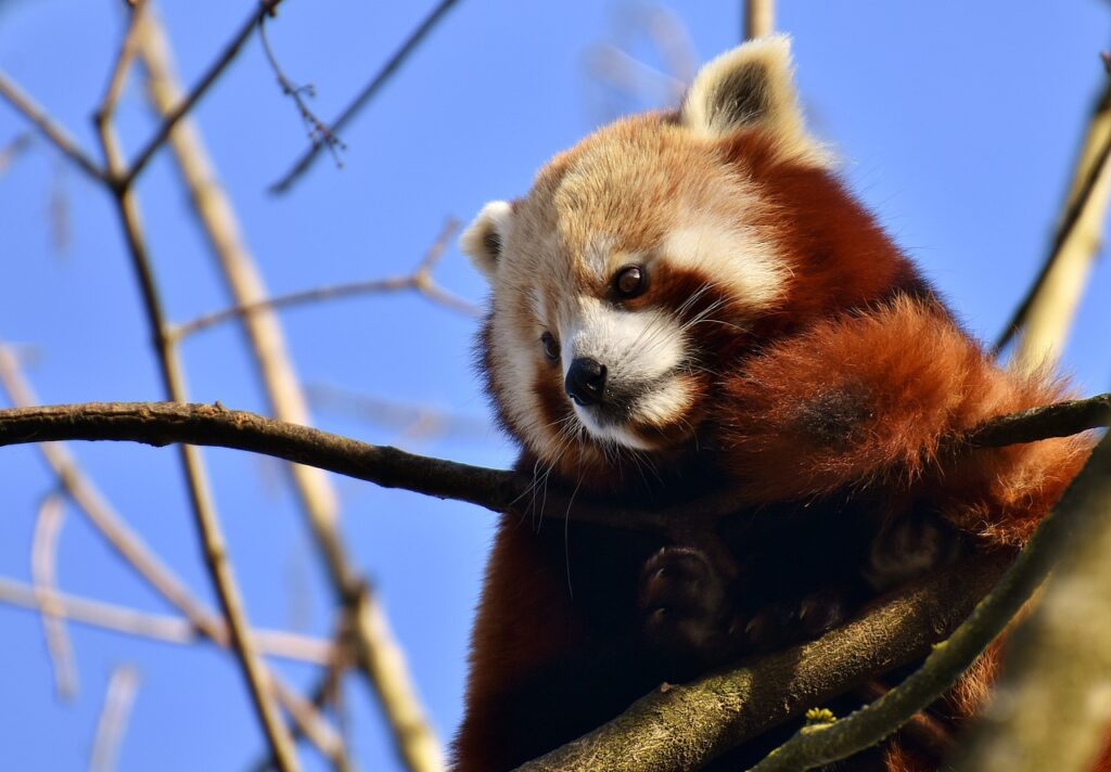  Red Panda resting