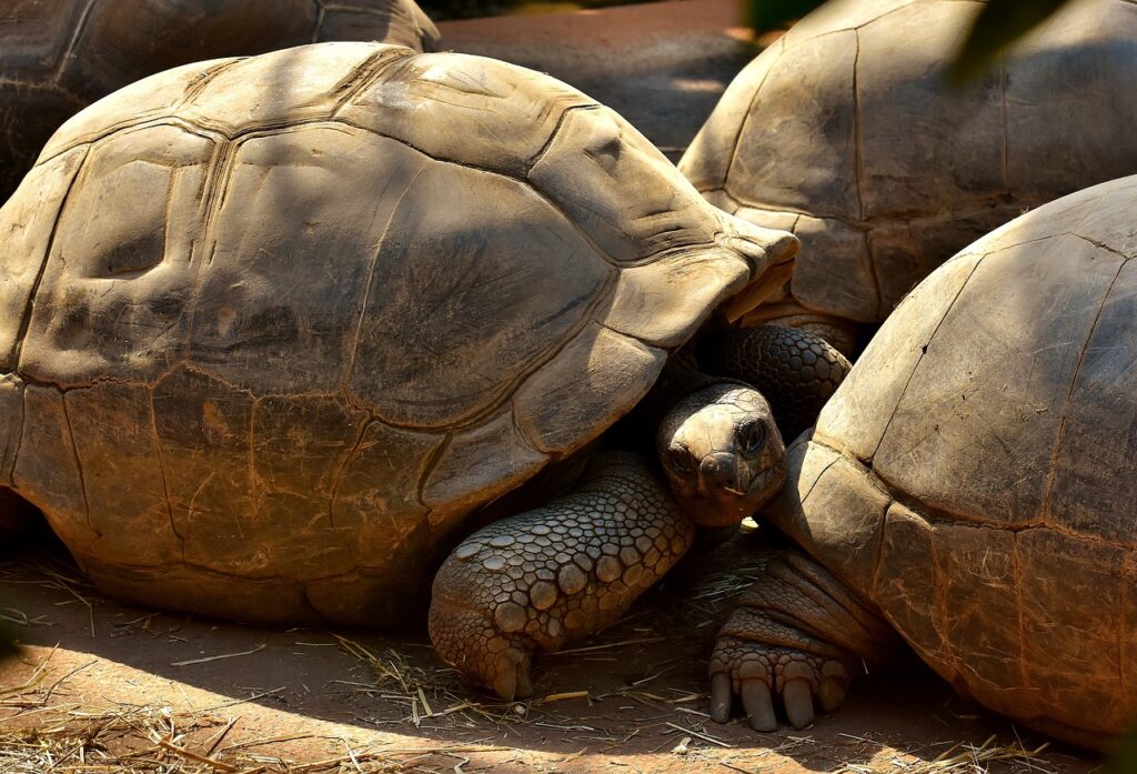 Tortoise