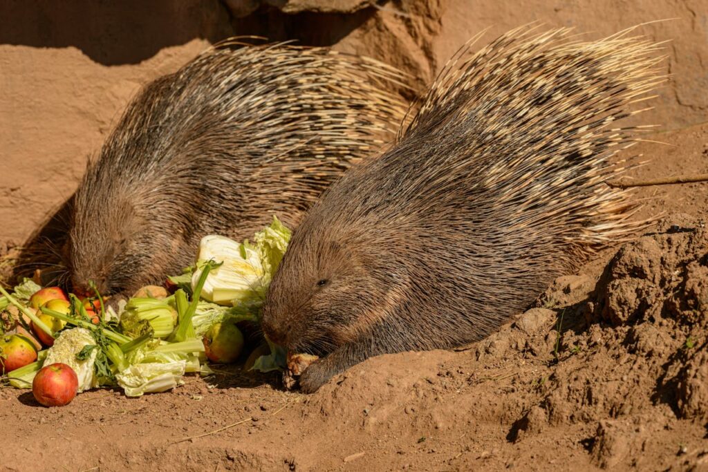 Two porcupines eating vegetables on ground