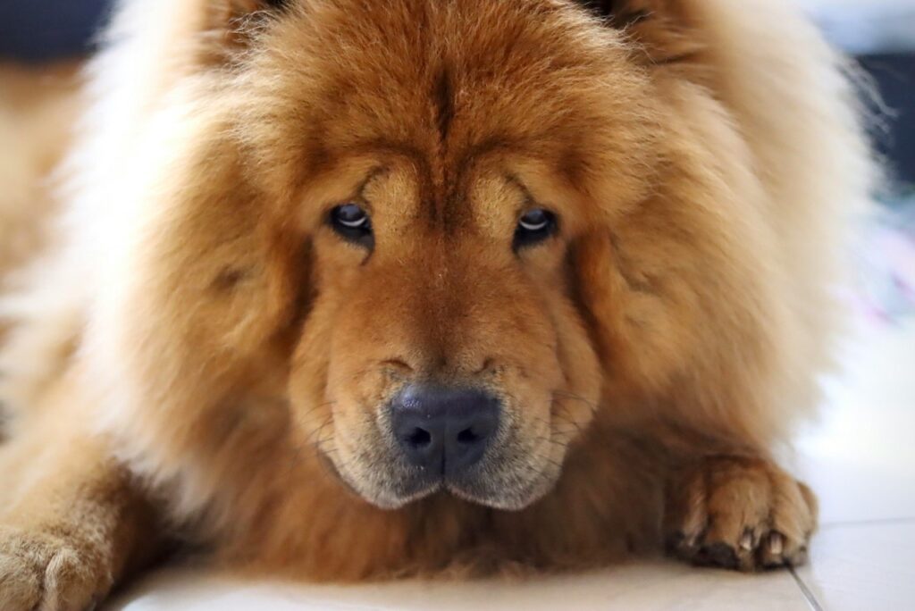 Close-up of Chow Chow with fluffy fur