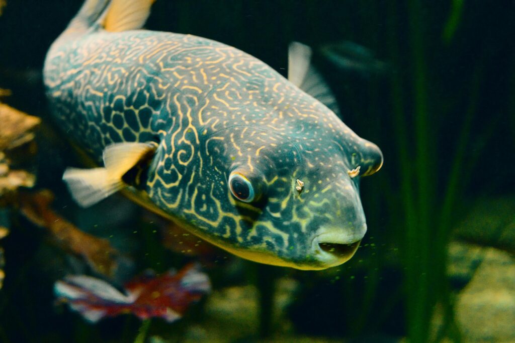 A Pufferfish