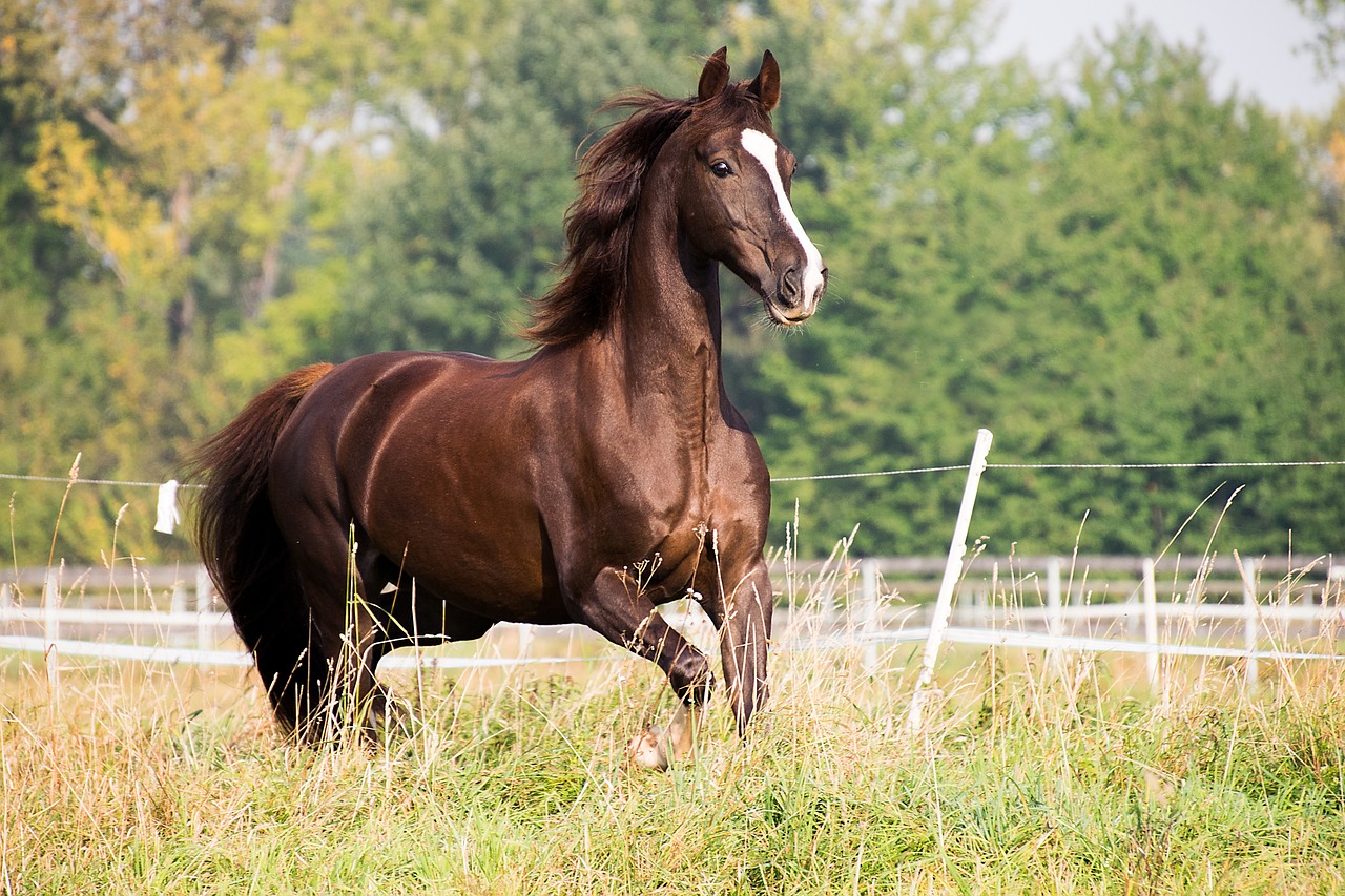 American Saddlebred